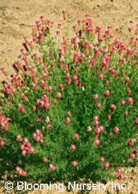 Dalea purpurea 'Stephanie'